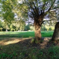 DSCF4648