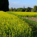 DSCF4675
